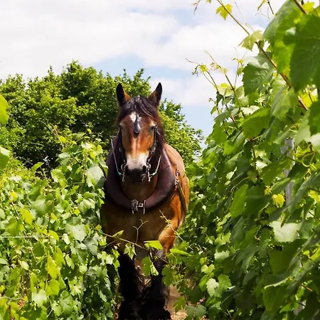 Le Cocon A Escapade Romantique & Degustation De Champagne *