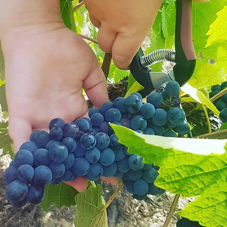 Le Cocon A Escapade Romantique & Degustation De Champagne Διαμέρισμα Ay-Champagne