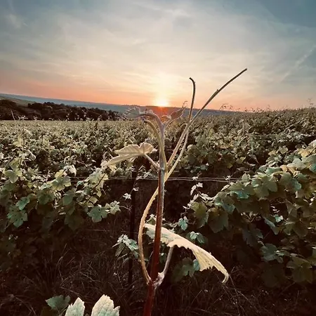 Le Cocon Proche Epernay Et Maisons De Champagne Apartament Ay-Champagne