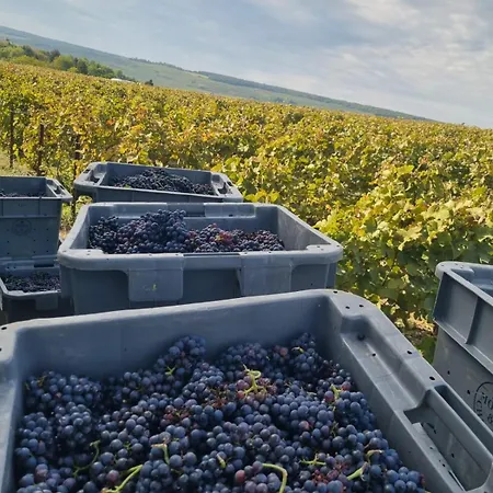 Le Cocon A Escapade Romantique & Degustation De Champagne Lejlighed Ay-Champagne