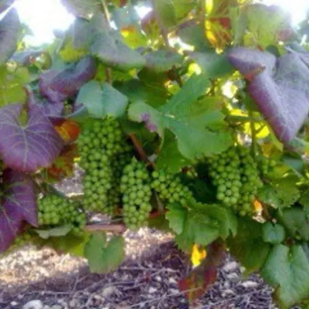 Διαμέρισμα Le Cocon A Escapade Romantique & Degustation De Champagne Ay-Champagne