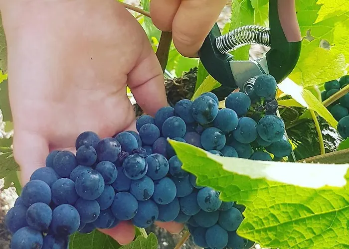 Le Cocon A Escapade Romantique & Degustation De Champagne Lejlighed Ay-Champagne