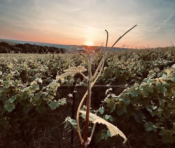 Le Cocon A Escapade Romantique & Degustation De Champagne Lejlighed Ay-Champagne