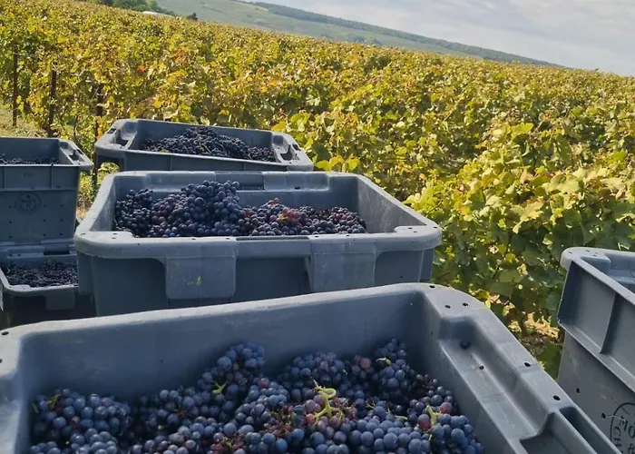 Le Cocon A Escapade Romantique & Degustation De Champagne Lejlighed Ay-Champagne