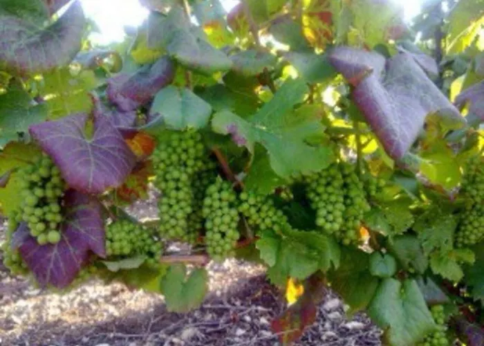 Lejlighed Le Cocon A Escapade Romantique & Degustation De Champagne Ay-Champagne